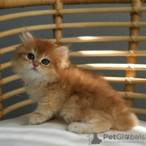 Photo №1. british shorthair - à vendre en ville de Анталья | négocié | Annonce № 88288