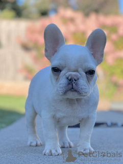 Photo №1. bouledogue - à vendre en ville de Porto | négocié | Annonce №121754