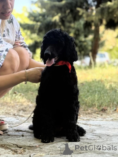 Photo №3. Caniche standard. Serbie