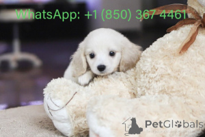 Photo №3. Dean Janet Kay Puppies House. USA