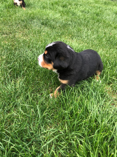 Photo №3. Je vais vendre des chiots du grand chien de montagne suisse. Fédération de Russie