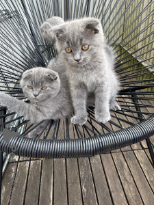 Photo №2 de l'annonce № 174071 de la vente scottish fold - acheter à Allemagne annonce privée
