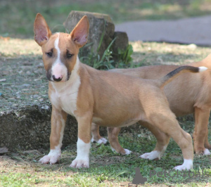 Photos supplémentaires: Chiots bull-terrier standards