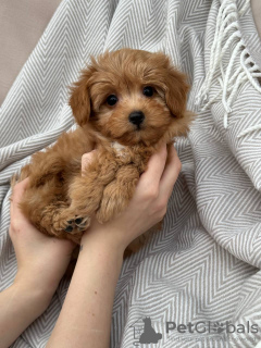 Photo №3. CHIOT TASSE À THÉ MALTIPOO. USA