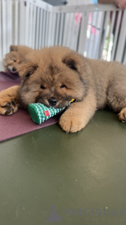 Photo №1. chow-chow - à vendre en ville de Michigan City | 339€ | Annonce №159382