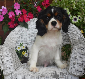 Photo №2 de l'annonce № 157997 de la vente cavalier king charles spaniel - acheter à Italie annonce privée