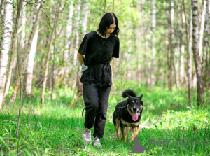 Photo №4. Je vais vendre chien bâtard en ville de Москва. annonce privée - prix - Gratuit