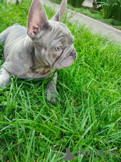 Photo №1. bouledogue - à vendre en ville de Srbobran | négocié | Annonce №98555