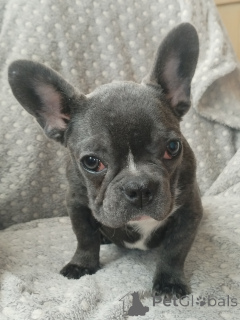 Photo №1. bouledogue - à vendre en ville de Brest | négocié | Annonce №166528