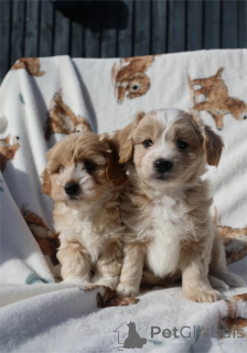 Photo №1. maltipu - à vendre en ville de Esslingen Am Neckar | 350€ | Annonce №154316