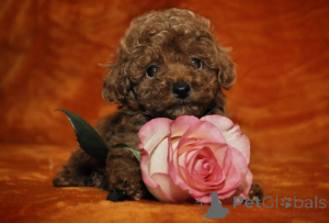 Photo №3. Chiots Caniche Toy. Chypre