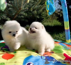 Photo №1. spitz nain - à vendre en ville de Amstetten | 450€ | Annonce №149617