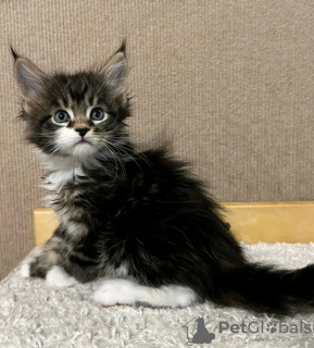 Photos supplémentaires: De mignons et adorables chatons Maine coon en bonne santé sont maintenant