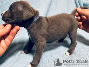 Photo №3. Chiots Amstaff de type lourd. Fédération de Russie