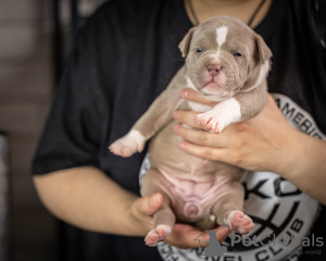 Photo №4. Je vais vendre american bully en ville de Москва. annonce privée, éleveur - prix - 1602€