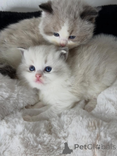 Photo №1. ragdoll - à vendre en ville de Amsterdamscheveld | négocié | Annonce № 157135