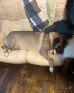 Photo №3. à la recherche de leur maison pour toujours ! Chenil Tom Royal où l'amour a des. Allemagne