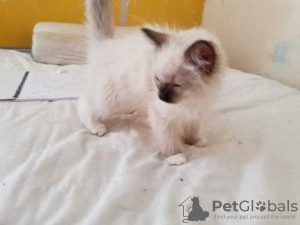 Photo №1. ragdoll - à vendre en ville de Москва | Gratuit | Annonce № 124304