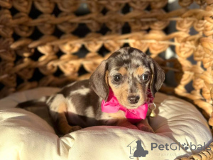 Photo №1. teckel - à vendre en ville de Édimbourg | 330€ | Annonce №170736