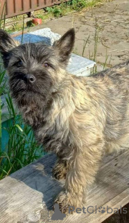 Photo №2 de l'annonce № 162440 de la vente cairn terrier - acheter à Serbie 