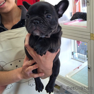 Photo №1. bouledogue - à vendre en ville de Дрезден | 265€ | Annonce №119329