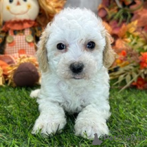Photo №1. caniche (jouet) - à vendre en ville de Berlin | 484€ | Annonce №178438