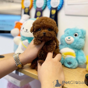 Photo №2 de l'annonce № 159961 de la vente alaunt - acheter à Allemagne annonce privée, de la fourrière