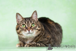 Photo №3. La belle chatte affectueuse aux yeux verts Masha est entre de bonnes mains !. Fédération de Russie