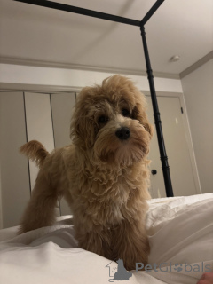 Photo №3. Rencontrez Oliver ludique, fidèle et plein d'amour ! Toujours prêt pour. Italie