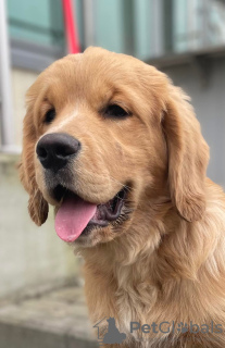 Photo №1. golden retriever - à vendre en ville de Cracovie | 450€ | Annonce №126804