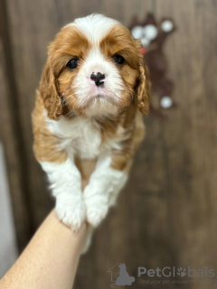 Photo №3. Chiots Cavalier King Charles Spaniel. Biélorussie