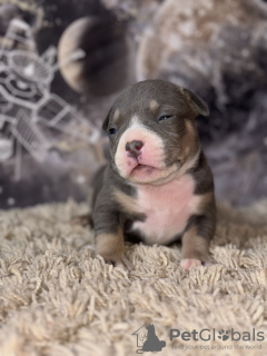 Photos supplémentaires: American Bully SHOW CLASS