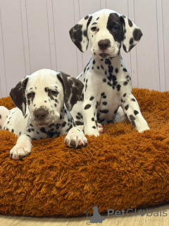 Photo №1. dalmatien - à vendre en ville de Kassel | négocié | Annonce №178539