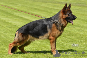 Photos supplémentaires: Beaux chiots GSD d'Europe à vendre