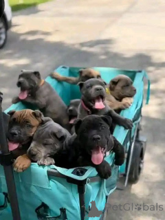 Photo №2 de l'annonce № 173406 de la vente cane corso - acheter à Danemark annonce privée, éleveur