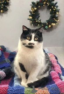 Photo №2 de l'annonce № 161657 de la vente  - acheter à Fédération de Russie annonce privée