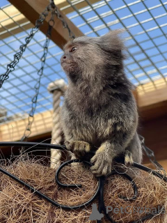 Photo №3. 3 bébés ouistitis, prêts à être adoptés et livrés. Envoyez-moi un message si. Fédération de Russie