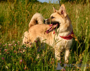 Photos supplémentaires: Le chien affectueux et gentil Rafael entre de bonnes mains