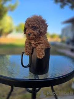 Photo №3. Villakoiranpennut etsivät perhettä. La finlande