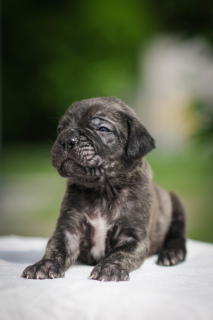 Photos supplémentaires: Charmants chiots Cane Corso