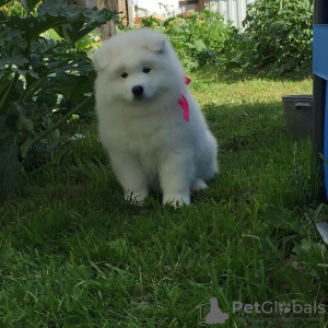 Photos supplémentaires: CHIOTS SAMOYED MIGNONS DISPONIBLES À LA VENTE