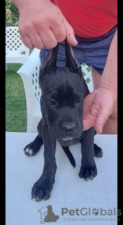 Photos supplémentaires: Chiots cane corso à vendre