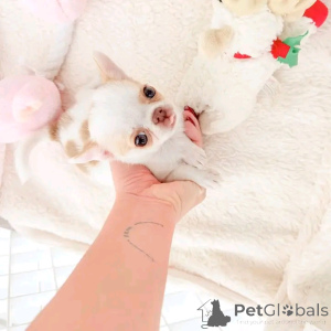 Photo №2 de l'annonce № 165369 de la vente chihuahua - acheter à Allemagne annonce privée, de l'abri