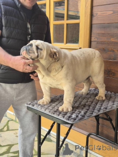 Photo №3. Bulldog anglais, homme. Serbie