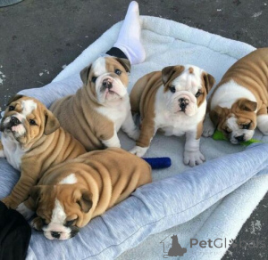 Photo №1. bulldog anglais - à vendre en ville de Šeduva | négocié | Annonce №159857