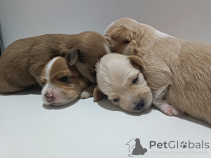 Photo №3. Havanais somptuants beaux chiots à vendre. Serbie