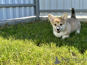 Photos supplémentaires: Chiots Welsh Corgi Pembroke