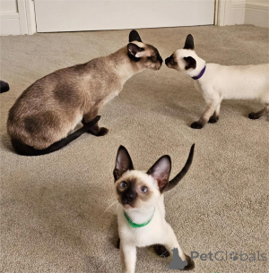 Photo №1. siamois - à vendre en ville de Euskirchen | 350€ | Annonce № 153767