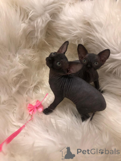 Photo №1. devon rex - à vendre en ville de Berlin | négocié | Annonce № 167241