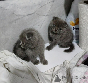 Photo №1. scottish fold - à vendre en ville de Düsseldorf | 242€ | Annonce № 155499